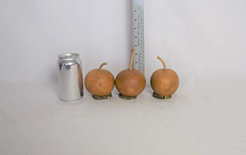 Box of 3 Dried Cannonball Gourds - 4' Diameter with Wood Biscuit Base