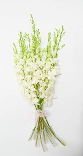 Bunch of Fresh Dendrobium White Cut Orchids from Nursery, Bunch of 10 Stems (Fresh Cut)