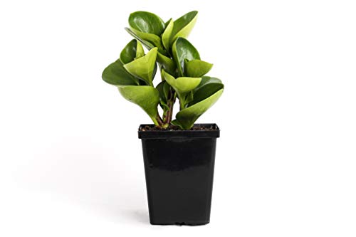 Plants by Post Green Peperomia Obtusifolia Quart Baby Rubber Plant 4' Easy Houseplant