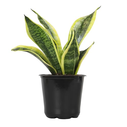 Live Snake Plant, Sansevieria trifasciata Superba, Fully Rooted Indoor House Plant in Pot, Mother in Law Tongue Sansevieria Plant, Potted Succulent Plant, Houseplant in Potting Soil by Plants for Pets