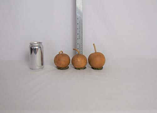 Box of 3 Dried Cannonball Gourds - 3' Diameter with Wood Biscuit Base