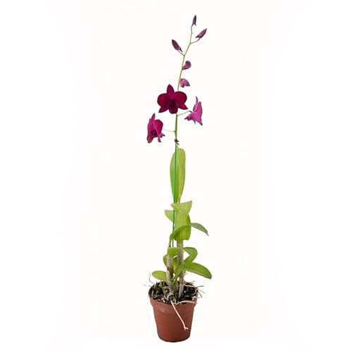 American Plant Exchange Live Dendrobium Orchid Plant with Colorful Flowers, Plant Pot for Home and Garden Decor, 4' Pot