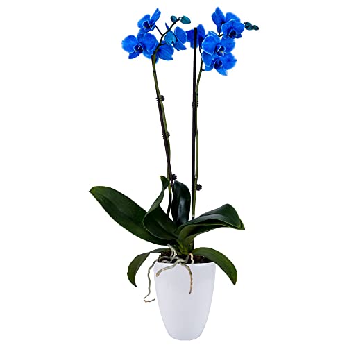 DecoBlooms Living Blue Orchid Plant - 5 inch Blooms - Fresh Flowering Home Décor