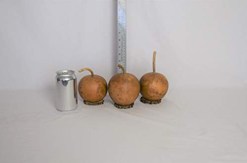 Box of 3 Dried Cannonball Gourds - 5' Diameter with Wood Biscuit Base