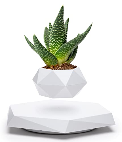 BandD Floating Plant Pot - Levitating Plant Pot for Succulents, air Bonsai & air Plants. Floating Planter for Home, Office & Desk Levitating Decor. Magnetic Floating Levitating Display. (White)