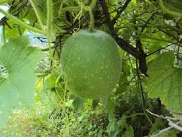 New Fresh 7pcs Cannonball Gourd Vegetable Seeds Generic