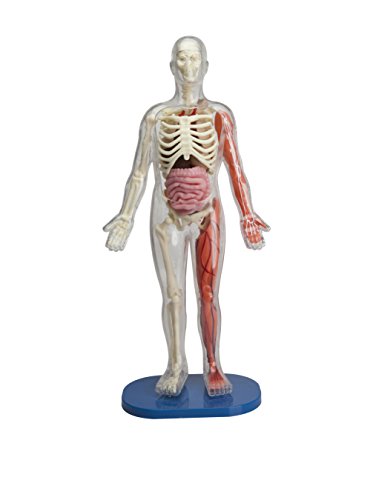 SmartLab Toys Squishy Human Body with 21 Removable Body Parts with Anatomy Book