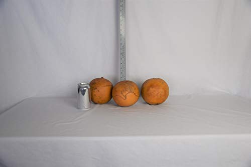 Box of 3 Dried Cannonball Gourds - 5' Diameter