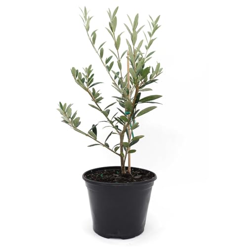 American Plant Exchange Arbequina Olive Tree, 5' Pot, 1.5ft Tal, Elegant, Live Fruiting Houseplant for Home & Garden, Self-Pollinating