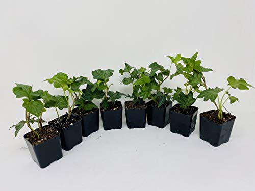 Jmbamboo - Baltic English Ivy 8 Plants - Hardy Groundcover - 2 1/4' Pot
