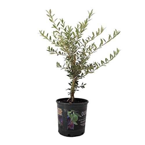 American Plant Exchange Arbequina Olive Tree, 6-Inch Pot, 2.5ft Tall, Self-Pollinating, Live Fruiting Indoor & Outdoor Houseplant, Perfect for Home & Office