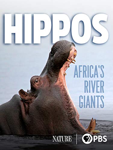 Hippos: Africa’s River Giants