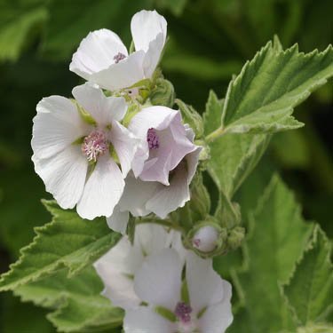 Outsidepride 2000 Seeds Perennial Althaea Officinalis Marsh Mallow Herb Garden Seeds for Planting