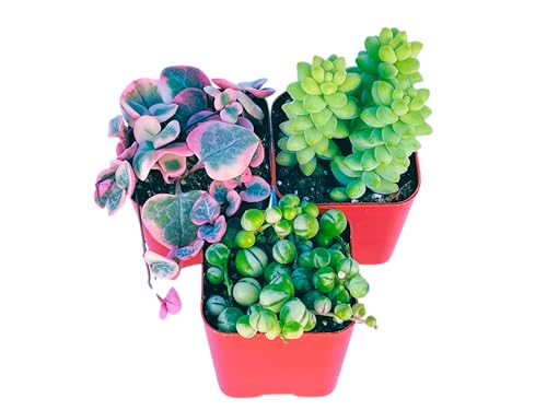 Succulents Plants Live (3-Pack) 2' Hanging Plants Starter Pack, Live Succulent Plants Fully Rooted in Planter Pots with Succulent Soil Mix by The Succulent Cult (3 Pack)