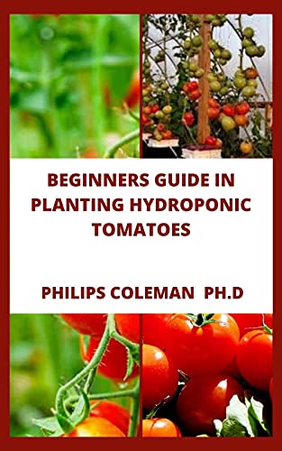 BEGINNERS GUIDE IN PLANTING HYDROPONIC TOMATOES