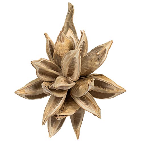 Vickerman 6' Bleached Star Pod - Dried Botanical Flowers - Star Pod - Botanical Dried Flowers - Faux Flowers for Flower Arrangement - Decorative Dried Botanicals