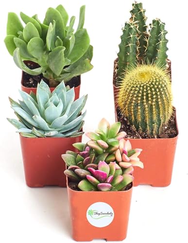 Shop Succulents Premium Live Mini Cactus and Succulent Plants in 2' Pots, Easy Care Indoor or Outdoor Gardening, Terrariums, Favors, & Contemporary Spaces with Hardy, Resilient Varieties, Pack of 5
