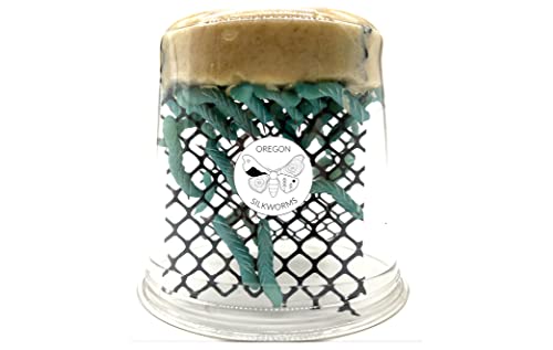 Premium Hornworm Habitat - 26-35+ Count per Cup | Nutrient-Rich Feed for Bearded Dragons, Geckos & Other Reptiles | Ensured Healthy Arrival