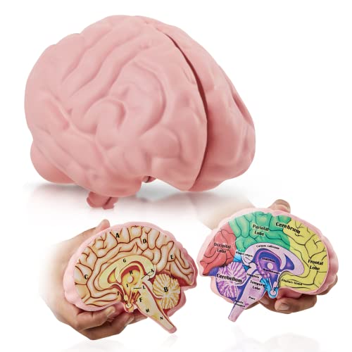 Cross Section Foam Brain Model, Great Educational Tool for Learning & Teaching Human Anatomical Function, Psychology, Biology or Science, Easy to Use & includes 2 Half Pieces Labeled with Figures