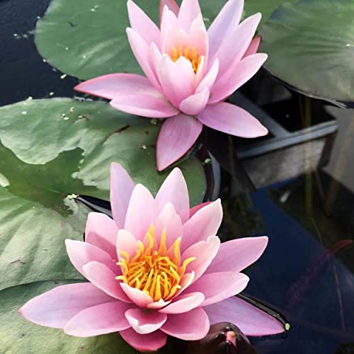 Live Aquatic Hardy Water Lily | Pre-Grown, Pre-Rooted, Hardy Water Lily for Your Pond or Patio Water Garden | Drop-N-Grow Convenience - Pink