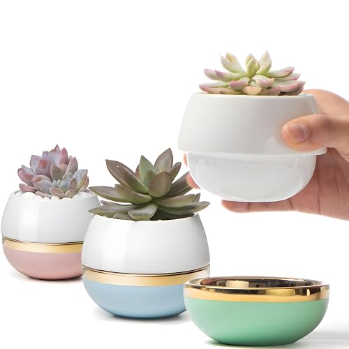 Willowy Small Succulent Pots with Drainage - Set of 3 Succulent Pots, Succulent Planters, Small Flower Pots, Small Succulent Pot, Mini Pots for Succulent Plants, 3-4 Inch Pots for Plants, Cactus Pot