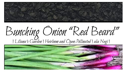 Scallion “Red Beard” – Bunching Onion Type - Resilient Green Onion Variety | Allium fistulosum VAR 'Red Beard' | Heirlooms Seeds by Liliana's Garden |