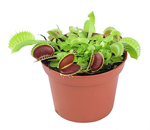 3 Inch Live Venus Fly Trap Live Plant, Dionaea Muscipula Venus Fly Trap Plant, Sundew Carnivorous Plants Live Houseplants, Venus Fly Trap Terrarium Plants, Live Plants Indoor Plants by Plants for Pets