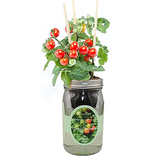 Environet Hydroponic Tomato Growing Kit, Self-Watering Mason Jar Tomato Garden Starter Kit Indoor, Grow Tomatoes from Organic Seeds (Tiny Tim Cherry Tomato)