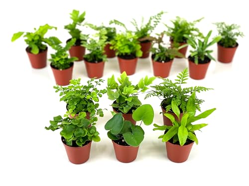 Mini Fern Plants (6 Plants) (2' Pots) Terrariums | Fairy Gardens | Assorted Varieties