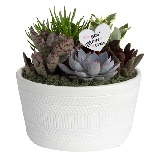 Costa Farms Live Succulent Garden Collection, Live Succulent Plants in Décor Pot, Mother's Day Gift for Mom, For Wife, From Daughter, Son, Room and Zen Garden Décor, 6-Inches Tall