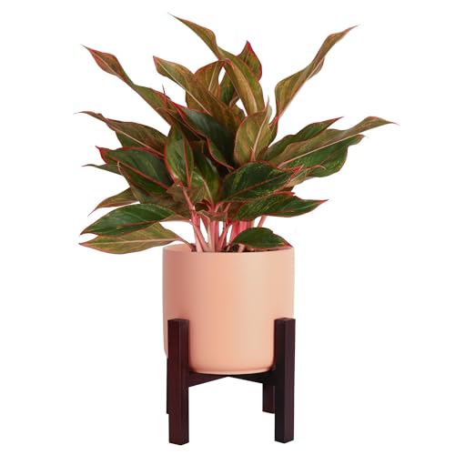 Costa Farms Red Chinese Evergreen Live Indoor Plant, Easy Care Houseplant in Modern Decor Planter, Excellent Housewarming Gift, Unique Home Decor, Room Décor, 15-Inches Tall