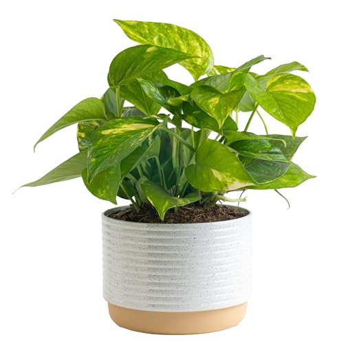 Costa Farms Golden Pothos Live Plant, Easy Care Indoor House Plant in Modern Decor Planter Pot, Potting Soil, Natural Air Purifier Houseplant, Housewarming Gift, Home Decor, Room Decor, 10-Inches Tall