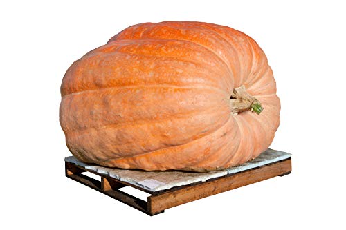 Dill's Atlantic Giant Pumpkin Seeds - Non-GMO - 10 Seeds