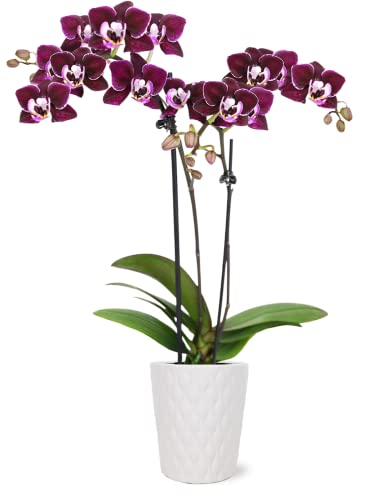 Just Add Ice JA5002 Purple Orchid in White Evi Ceramic Pottery, Live Indoor Plant, Long-Lasting Fresh Flowers, Easy to Grow Gift for Wife, Mom, Friend, Mini Home Décor Planter, 2.5' Diameter, 9' Tall