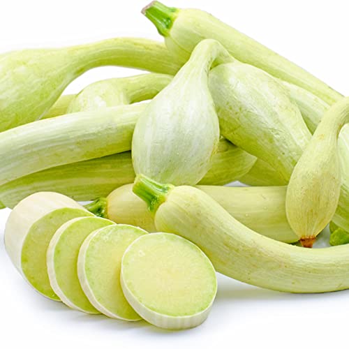 QAUZUY GARDEN Tromboncino Climbing Summer Squash (Zucchini) - 45 Seeds - Heirloom & Open-Pollinated - Delicious Vegetable Seeds for Planting Outdoors in Home Garden