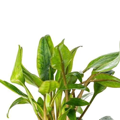 CANTON AQUATICS Live Aquarium Cryptocoryne Crypt Lutea - Excellent Foreground and midground Plant - Long Pointed Leaves - Perfect at Moderate Temperature - Easy to Care - Green - Small