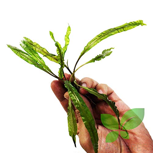 Planterest - Cryptocoryne Balansae Potted Tropical Easy Live Aquarium Plants Decorations for Fish Tank BUY2GET1FREE Underwater Aquatic Aquascape Decor