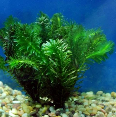Marcus Fish Tanks Anacharis | Elodea Densa Live Aqurium Plants Buy 2 Get 1