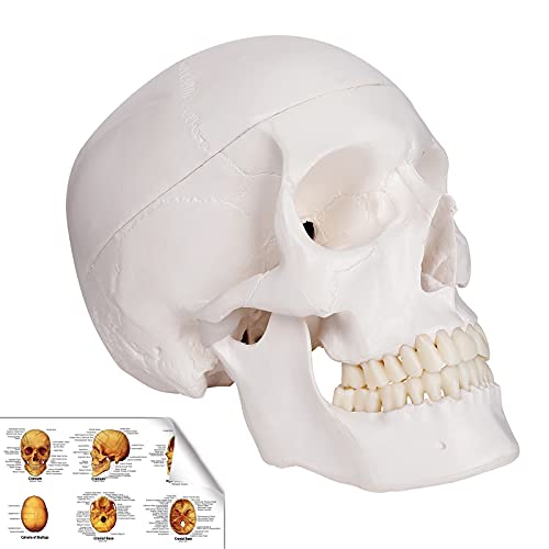 RONTEN Human Skull Model, Life Size Replica Medical Anatomy Anatomical Adult Model with Removable Skull Cap and Articulated Mandible, Full Set of Teeth，7.2x4.2x4.95in