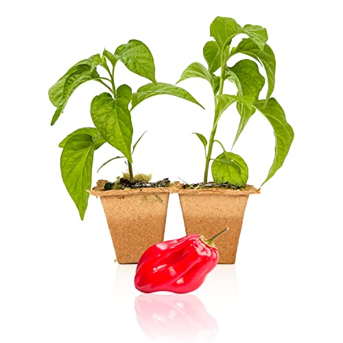 Pepper Joe’s Red Savina Habanero Pepper Plants – 2 Live Hot Chili Plants – 4 to 6 Weeks Old Habanero Seedlings for Garden or Container Planting – USA Grown with Careful Delivery