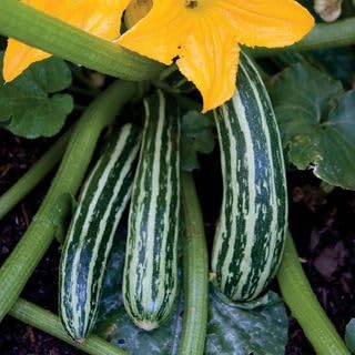 Park Seed Zucchini Squash Seeds Grow Your Own Garden Vegetables, Cocozelle Organic (Pack of 20)