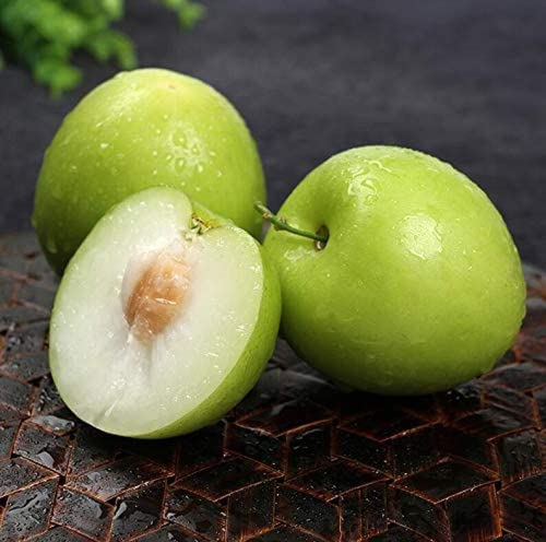 CHUXAY GARDEN Green Giant Sweet Jujube Fruit 20 Seeds Apple Jujube Delicious Fresh Fruit Gardening Gifts Grows in Garden and Pots
