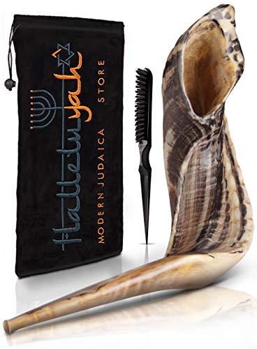 Shofar From Israel: KOSHER ODORLESS Ram Horn Shofar | Smooth Mouthpiece for Easy Blowing | Include Velvet Bag, Clean Brush and Shofar Guide - Made In Israel By HalleluYAH