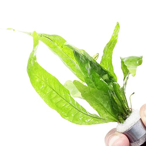 Planterest - Microsorum pteropus Java Fern Bundle Live Aquarium Plants BUY2GET1FREE