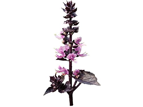 Heirloom Dark Opal Purple Basil Seeds - Ocimum basilicum - 540 Seeds, 1 Gram - B285