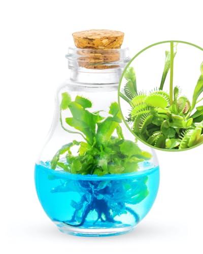 Venus Fly Trap, Grow Your Own Venus Flytrap in a 100% Self Sustaining Glass Terrarium, Maintenance Free, Easy to Grow, Healthy Growth Guarantee