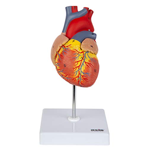 Axis Scientific Heart Model, 2-Part Deluxe Life Size, 34 Anatomically Correct Structures, Magnetic Design, Mounted Display Base, Detailed Product Manual, Anatomy Heart Model, Model of The Human Heart