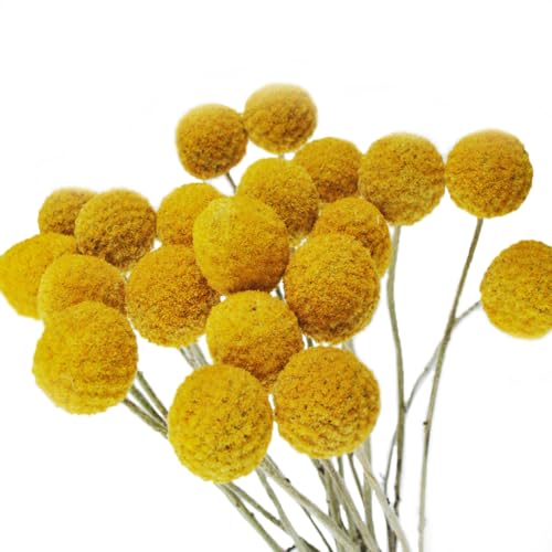 Color Life 30 Stems Natural Dried Flower - Craspedia/Billy Balls