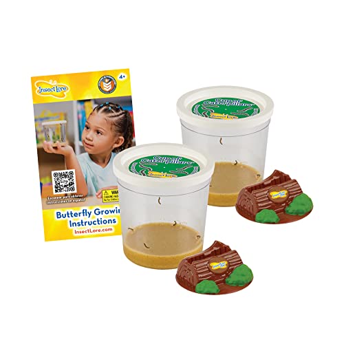 Two Cups of Caterpillars - Life Science & STEM Education - Butterfly Kit Refill – Painted Lady Butterflies – Includes Two Chrysalis Holding Logs Instructions - Butterfly Lifecycle Observation