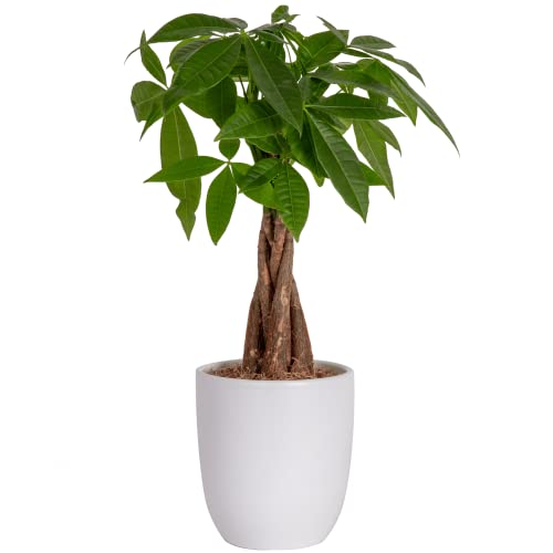 Costa Farms Money Tree, Easy to Grow Indoor Plant, Live Houseplant in Décor Plant Pot, Bonsai Potted in Potting Soil, Home Decor, Birthday Gift, New Home Gift, Outdoor Garden Gift, 12-16 Inches Tall